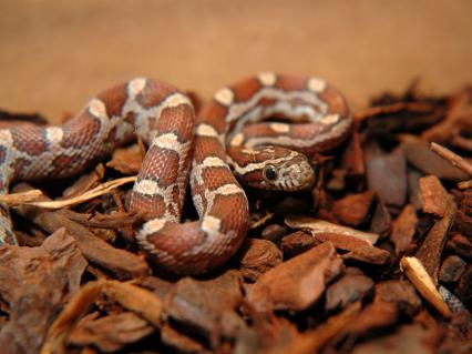 schlangen Bilder - Pantherophis guttatus
