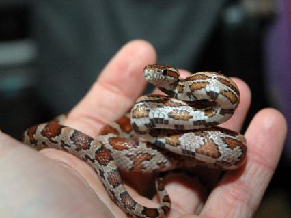 schlangen Bilder - Pantherophis guttatus
