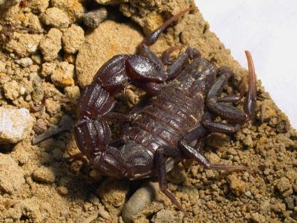 skorpione Bilder - Androctonus bicolor
