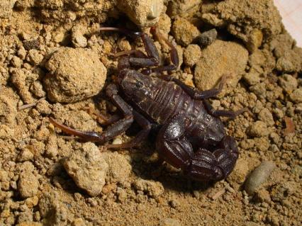 skorpione Bilder - Androctonus bicolor
