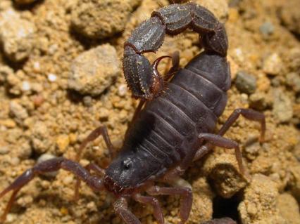 skorpione Bilder - Parabuthus transvaalicus
