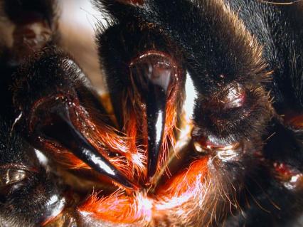 vogelspinnen Bilder - Psalmopoeus cambridgei
