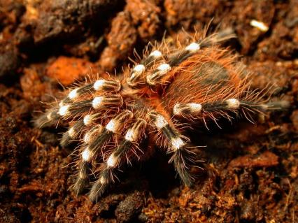 vogelspinnen Bilder - A. geniculata
