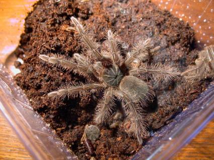 vogelspinnen Bilder - Theraphosa blondi
