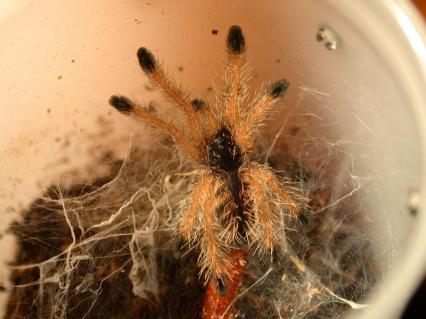 vogelspinnen Bilder - Avicularia urticans
