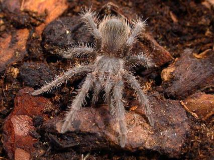 vogelspinnen Bilder - Lasiodora difficilis
