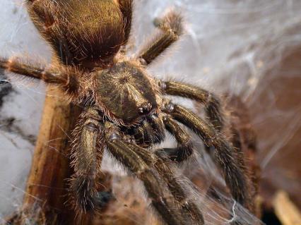 vogelspinnen Bilder - Psalmopoeus reduncus
