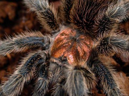 vogelspinnen Bilder - Grammostola rosea
