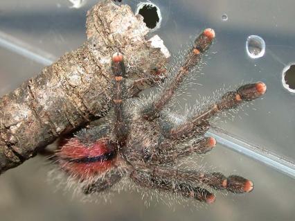 vogelspinnen Bilder - Avicularia huriana
