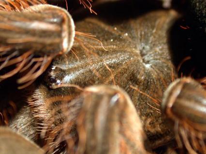 vogelspinnen Bilder - Theraphosa blondi
