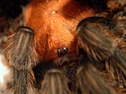 vogelspinnen Bilder - Cyclosternum fasciatum
