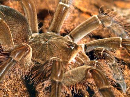 vogelspinnen Bilder - Theraphosa blondi
