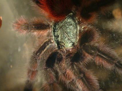 vogelspinnen Bilder - Avicularia versicolor
