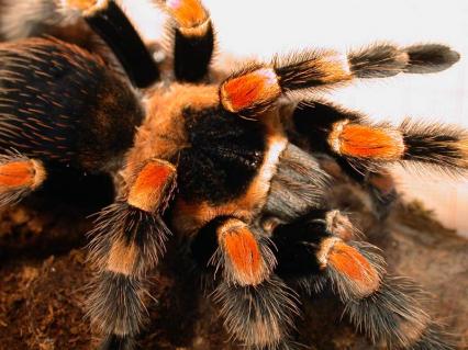 vogelspinnen Bilder - Brachypelma smithi
