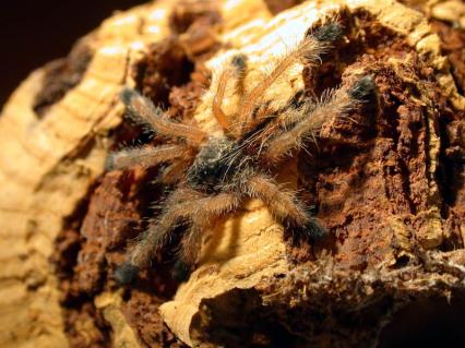 vogelspinnen Bilder - Avicularia urticans
