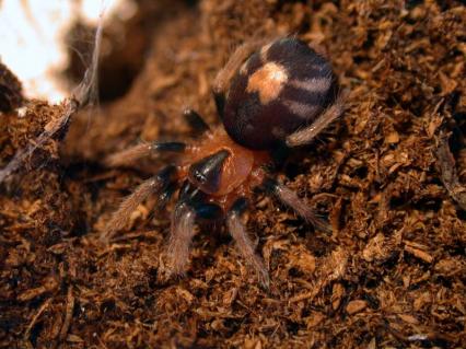 vogelspinnen Bilder - Zu Besuch: Cyriocosmus elegans
