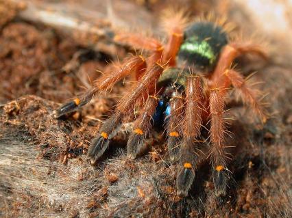 vogelspinnen Bilder - Zu Besuch: Ephebopus cyanognathus
