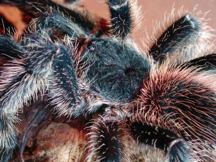 vogelspinnen Bilder - Lasiodora parahybana
