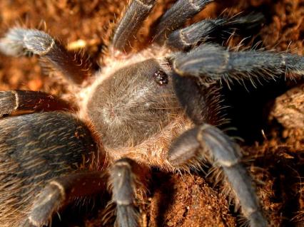 vogelspinnen Bilder - Aphonopelma seemanni
