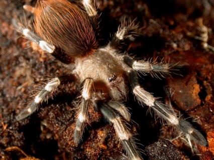 vogelspinnen Bilder - Nhandu chromatus
