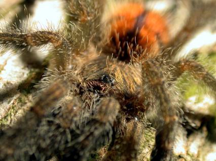 vogelspinnen Bilder - Avicularia huriana 2
