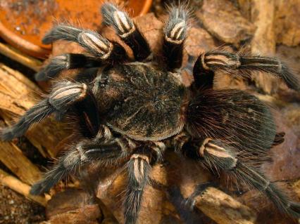 vogelspinnen Bilder - Lasiodorides striatus
