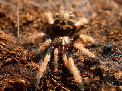 vogelspinnen Bilder - Chromatopelma cyaneopubescens
