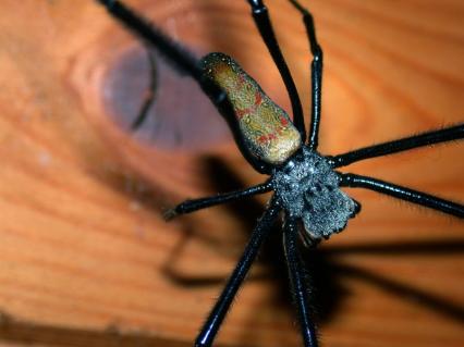 vogelspinnen Bilder - Nephila spec.
