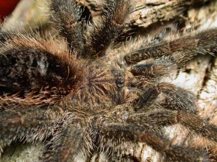 vogelspinnen Bilder - Avicularia huriana
