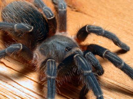 vogelspinnen Bilder - Aphonopelma seemanni
