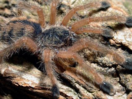 vogelspinnen Bilder - Avicularia urticans
