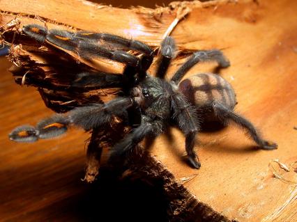 vogelspinnen Bilder - Psalmopoeus irminia
