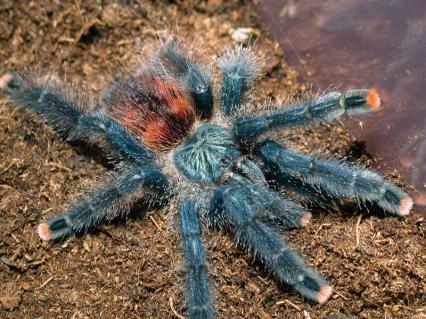 vogelspinnen Bilder - Avicularia spec.
