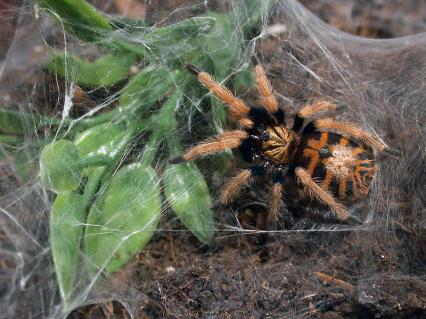 vogelspinnen Bilder - Chromatopelma cyaneopubescens
