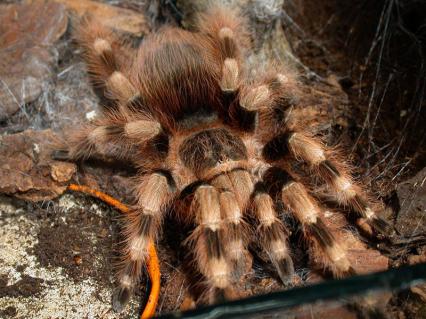 vogelspinnen Bilder - Nhandu coloratovillosus
