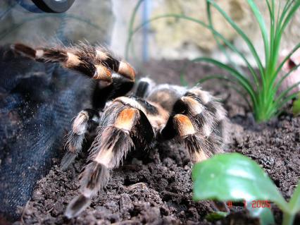 vogelspinnen Bilder - Brachypelma smithi
