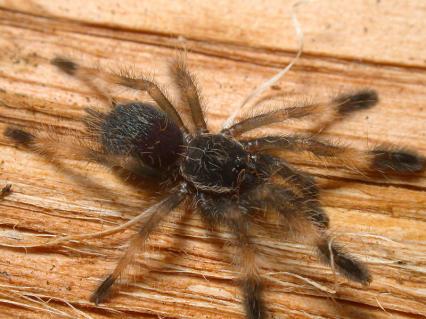 vogelspinnen Bilder - Psalmopoeus reduncus
