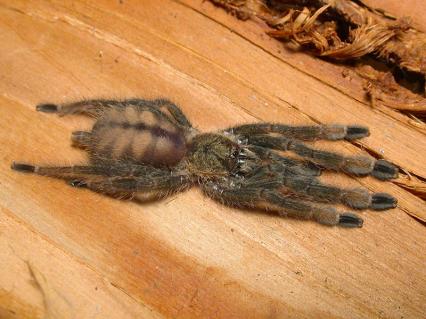 vogelspinnen Bilder - Psalmopoeus cambridgei
