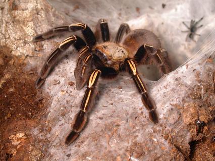 vogelspinnen Bilder - Ephebopus murinus
