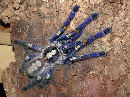 vogelspinnen Bilder - Poecilotheria metallica
