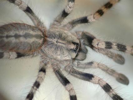 vogelspinnen Bilder - Poecilotheria formosa
