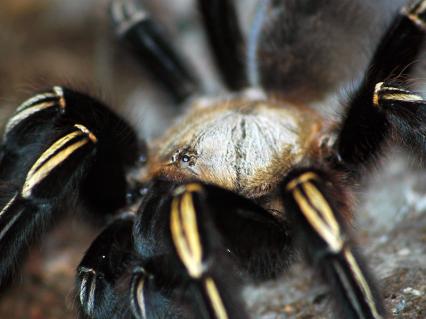 vogelspinnen Bilder - Ephebopus murinus
