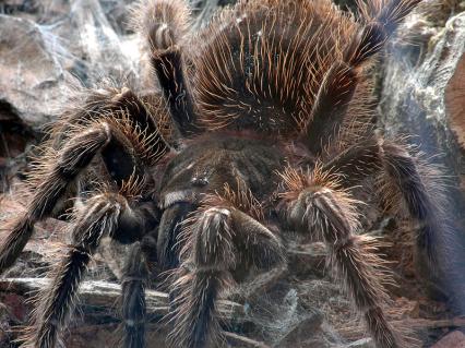 vogelspinnen Bilder - Lasiodora parahybana
