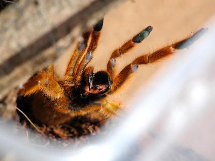 vogelspinnen Bilder - Pterinochilus murinus
