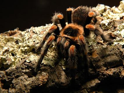 vogelspinnen Bilder - Brachypelma smithi
