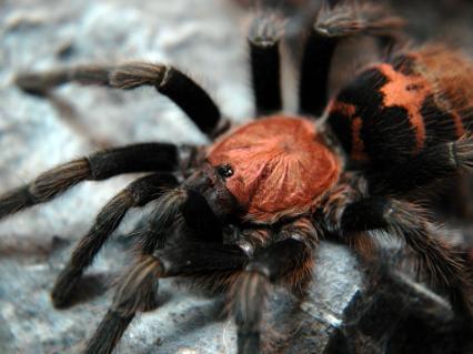 vogelspinnen Bilder - Cyclosternum fasciatum