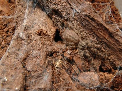 vogelspinnen Bilder - Poecilotheria fasciata
