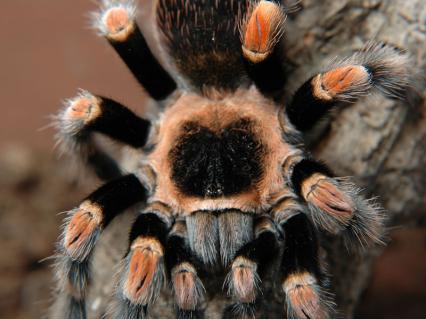 vogelspinnen Bilder - Brachypelma smithi
