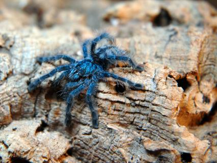 vogelspinnen Bilder - Avicularia versicolor
