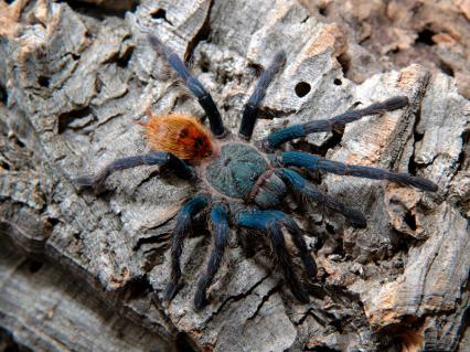 vogelspinnen Bilder - Chromatopelma cyaneopubescens
